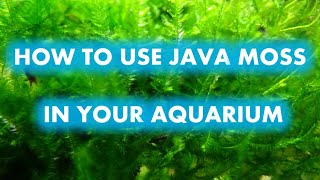 Download lagu HOW TO USE JAVA MOSS IN YOUR AQUARIUM mp3 Download lagu HOW TO USE JAVA MOSS IN YOUR AQUARIUM mp3