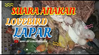 Download lagu Suara Anakan Lovebird Lapar Minta Makan  #lovebird #lovebirds #lovebirdbalibu mp3