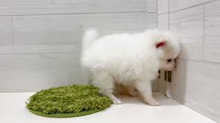 ポメラニアンの動画01