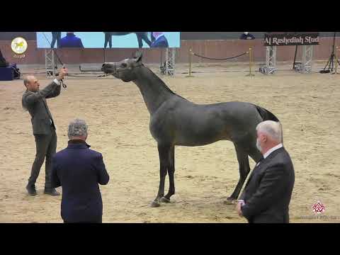 N 13 HAWAH   Straight Egyptian World Championship 2020   Fillies 2 Years Old Class 2A