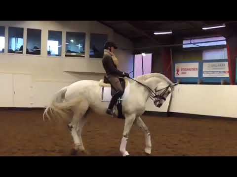 14 Jährige Stute von Blue Hors Romanov