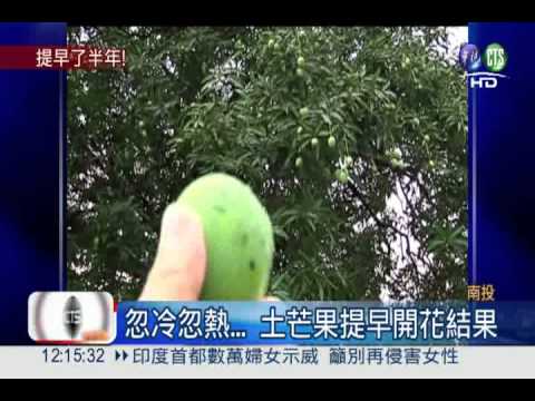 提早了半年! 芒果"早熟"結實!