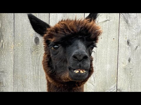 Senior alpaca had no friends. Then he met the cow of his dreams.