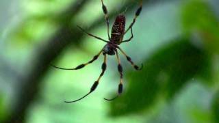 preview picture of video 'String Theory , Nephila Clevipes'