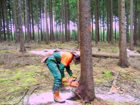 Baumfällung + Entastung mit Husqvarna 357XPG