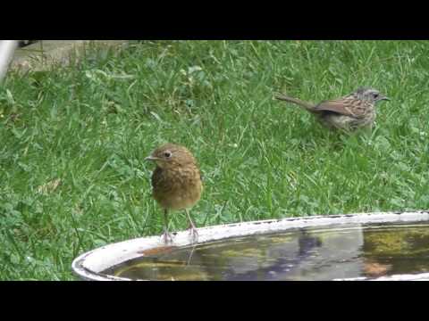 good Juvenile Robin & Dunnock birds 21jul16 Cambridge UK 140p
