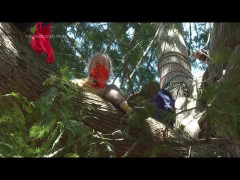 Climate activists try to block tree removal in Seattle