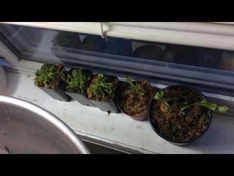 Everything you need to know about Venus fly trap dormancy