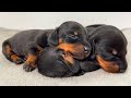 Dachshund Puppies From 0 To 4 Weeks Old
