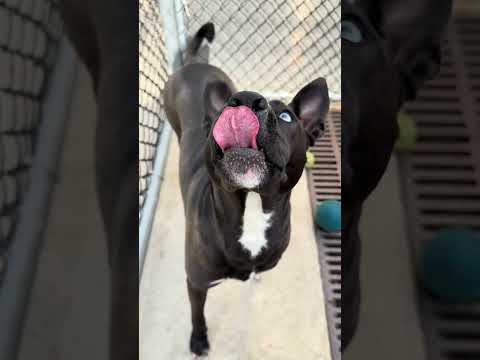 Zatanna, adoptable Labrador Retriever at Chicago Animal Care and Control