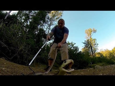 Coastal Taipan Strike