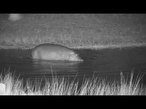 Djuma: Hippo arriving at the dam - 04:39 - 02/02/2022