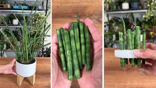 How I Easily Propagate a Snake Plant in Water | Best of MonstroFarm