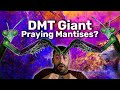 Why DMT Users Report Seeing Elves And Entities