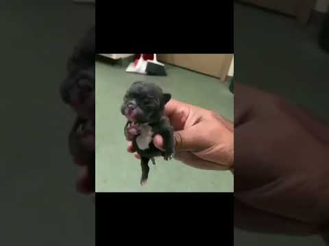 Dog lover 😍 #shorts #dogs #paw #doglife #viralvideos best transformation video tiktok trending