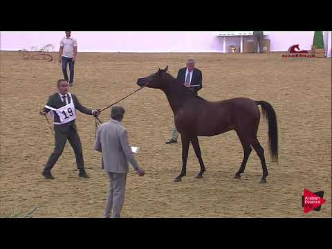 N 19 BATAL AL SHAHANIA   2019 Al Shaqab Arabian Horse Show Festival   Colts 2 Years Old Class 1B