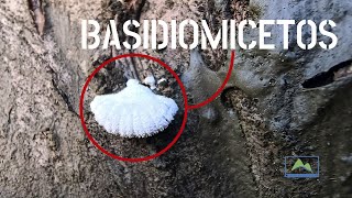 Basidiomycetes 🪵 How to identify and control FUNGI in fruit trees 🌳 #frutiCULTURA #LdN
