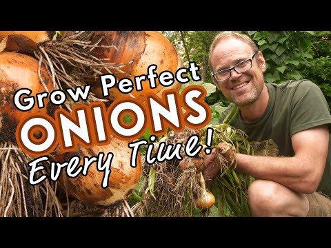 Grow Perfect Onions - Every Time!