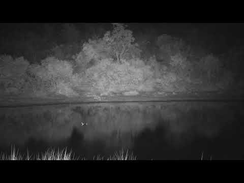 Djuma: Lone Hippo arriving - 22:42 - 08/11/2023