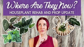 Who Survived? | Houseplant Rehab and Propagation Updates | Where Are They Now?