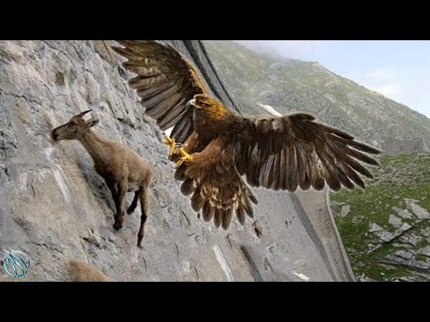 GOLDEN EAGLE ─ The Winged Assassin All Humans and Animals Fear