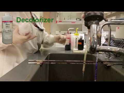 In the Lab: Gram Stain Proccess