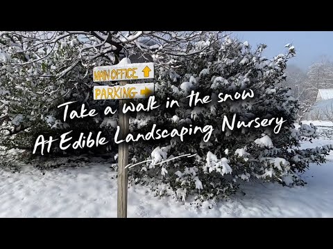 Ein Dezemberspaziergang im Schnee in der Gärtnerei Edible Landscaping