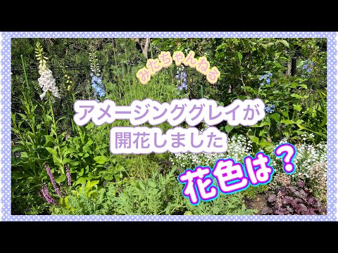 園芸 オリエンタルポピー、オリエンタルポピー
