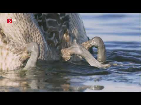 Die wunderbare Welt der Enten - Dokumentation Deutsch