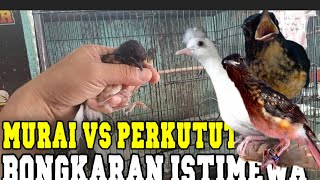 Download lagu π½πππππΌππΌπ π½πππππ ππππΌπ πππππππΌπ πΏπΌπ π½πππ½πΌππΌπ π
ππππ ππππππππ ππππππΌπ mp3 Download lagu π½πππππΌππΌπ π½πππππ ππππΌπ πππππππΌπ πΏπΌπ π½πππ½πΌππΌπ π
ππππ ππππππππ ππππππΌπ mp3