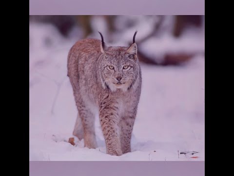 [FREE] OG BUDA  x THRILL PILL x OBLADAET Type Beat - "Nogan"