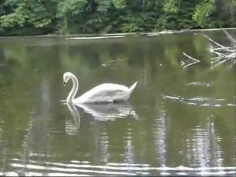 Kapela333 - Poslední píseň labutí.wmv