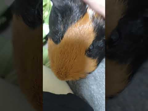 モルモットに関する好奇心