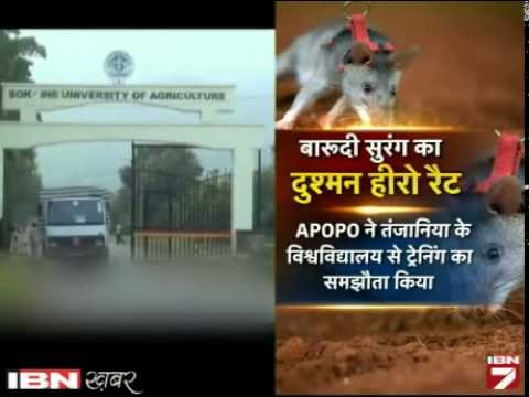 Aatankiyo Ki Saazish Ko Naakam Karenge Ye African Giant Rat