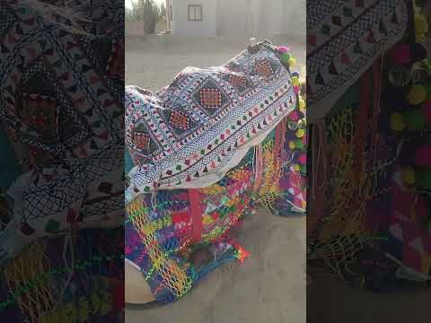 camel 🐪 ride #jodhpurtourism #jodhpurtrip #rajasthantour #indiatravel #reels