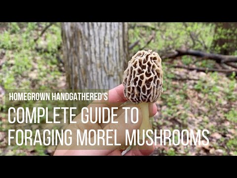 Complete Guide to Foraging and Cooking Morel Mushrooms