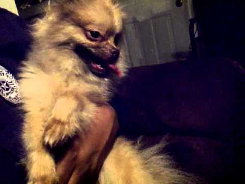 MY CRAZY DOG..CANT CATCH HIM FOR NOTHING