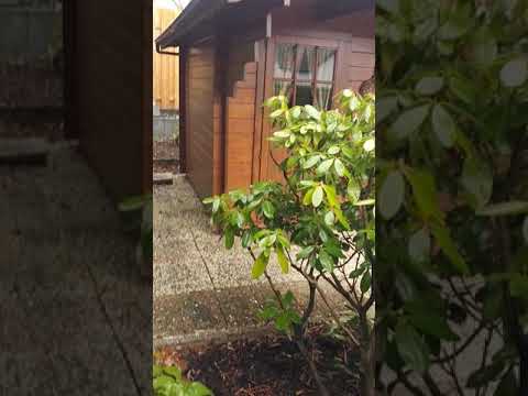 Bielefelder Bäume Bambus Rhizom frei Horstbildend Dornberg Deppendorf