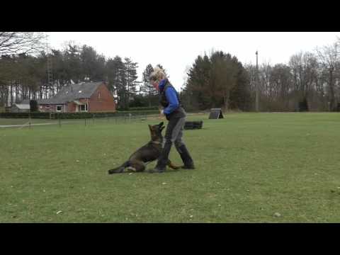 Eschly z Gargamellu - obedience 7 months