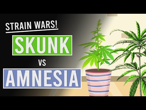 Skunk Vs Amnesia: Who Wins?