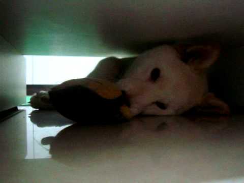 饅頭大戰猴猴(原發表者:JeffreyTsai)(影片)