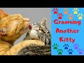 Adorable Orange Tabby Cat Grooming His Brother