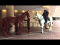 War Horse-Joey interacts with a real horse