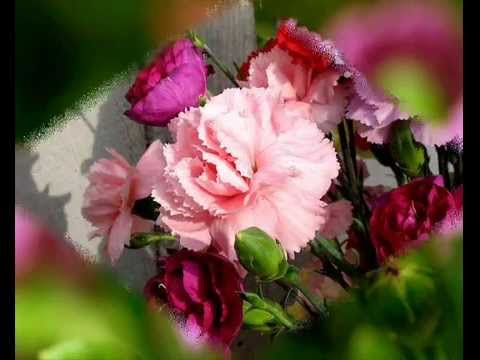 A. Lihtenbergs Neļķu ugunīs