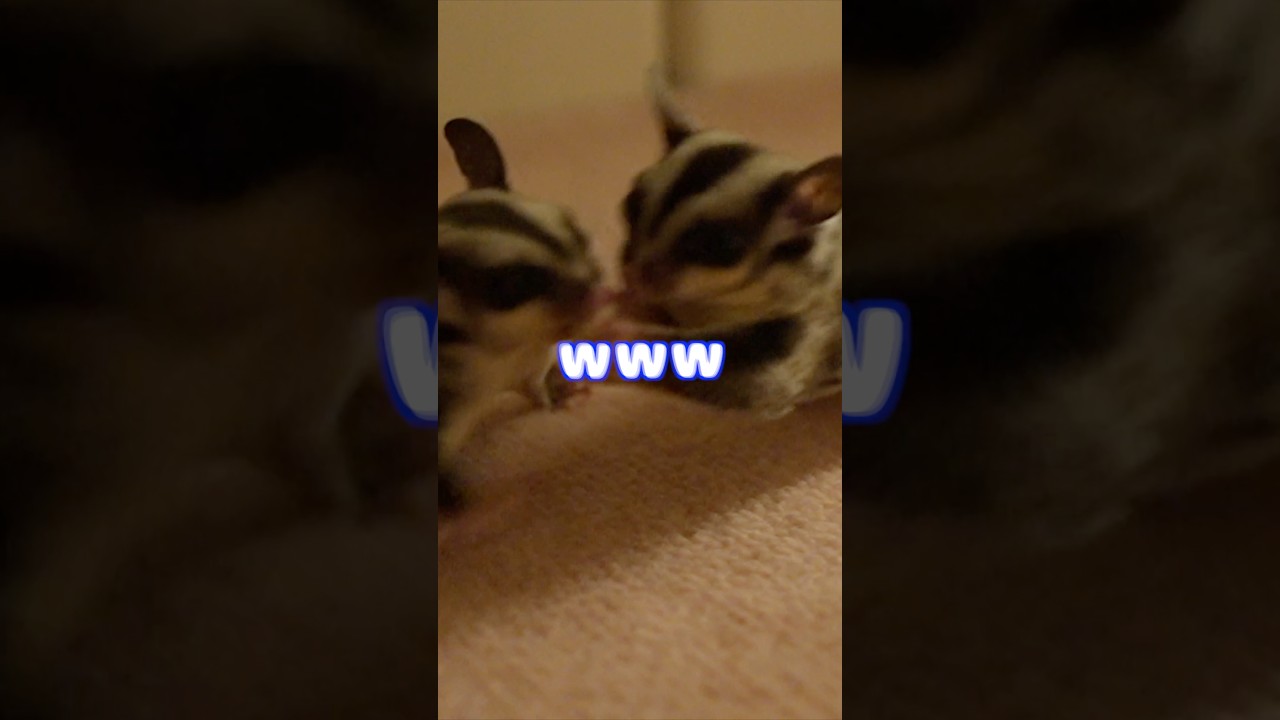 フクロモモンガ多頭飼いの日常｜おやつ泥棒にブチ切れる！#フクロモモンガ#シュガーグライダー#エキゾチックアニマル