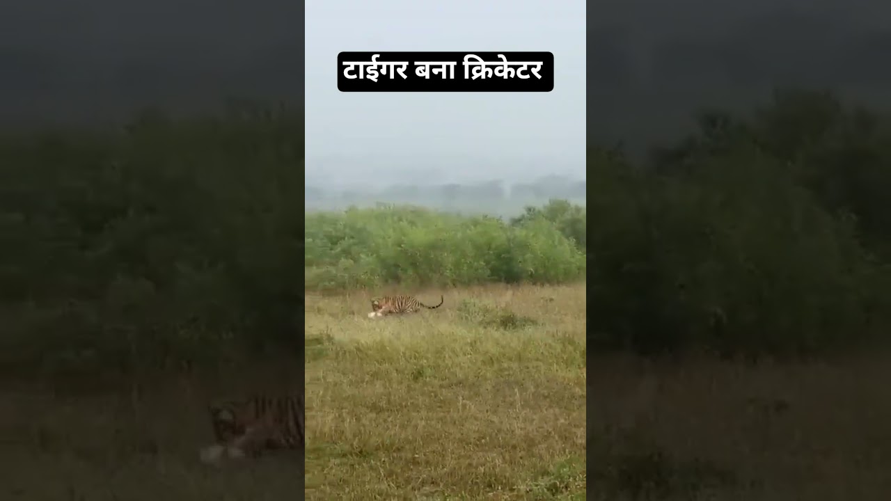 पन्ना में टाइगर क्रिकेट मैदान में स्लिप  पर खड़े खिलाड़ी की तरह हिरण को गेंद की तरह पकड़ लेता है ।