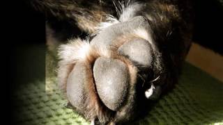 Dein ist mein ganzes Herz!