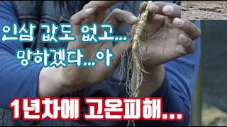 1년 차에 고온 피해 입고 인삼... 그 결과는??? 이러다가 망하겠다 정말