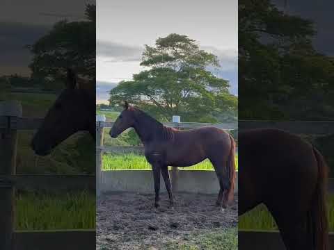 #Haras Refúgio do Murtha #75 981 05 8564# Daniel Batista Cayres Ramos#Conceição do Almeida Bahia