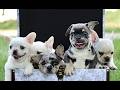 French Bulldog dogs for sale: Buddy  - Video 1